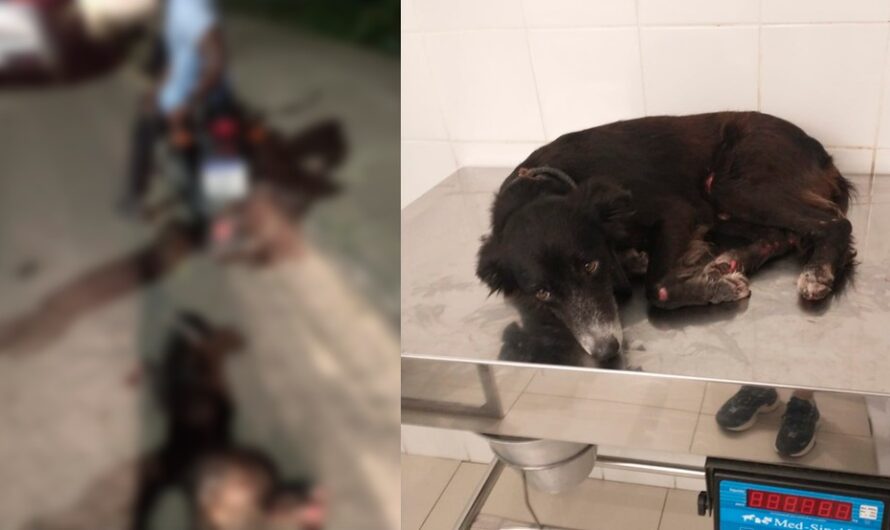 Homem é preso após arrastar cachorro amarrado em moto no MA
