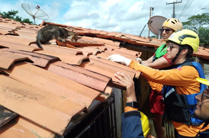 Bombeiros resgatam animais domésticos vítimas das enchentes no Maranhão