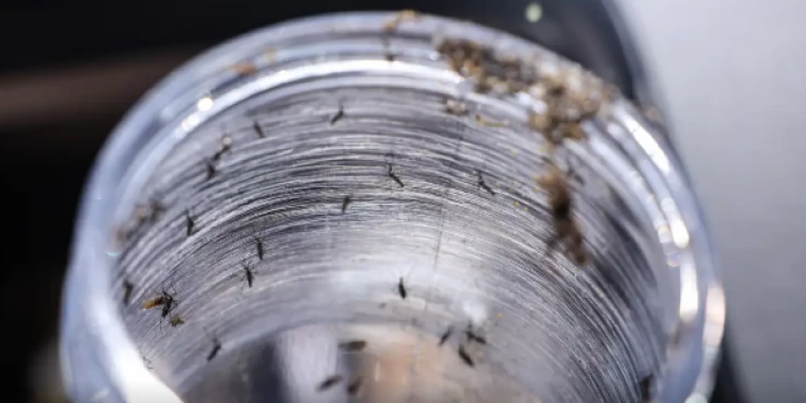 Ministério da Saúde intensificará mobilização contra dengue no Brasil