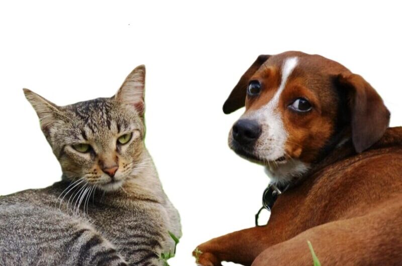 Com adoção responsável de cães e gatos, Lagoa da Jansen terá, hoje, edição especial do projeto “No Ritmo da Adoção”