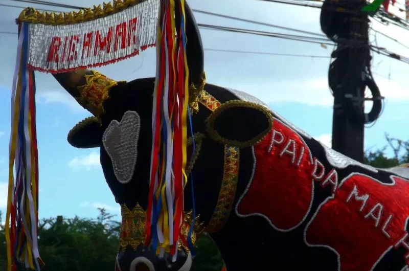 Morte do Boi de Ribamar tem três dias de festa e tradição a partir deste sábado (8)